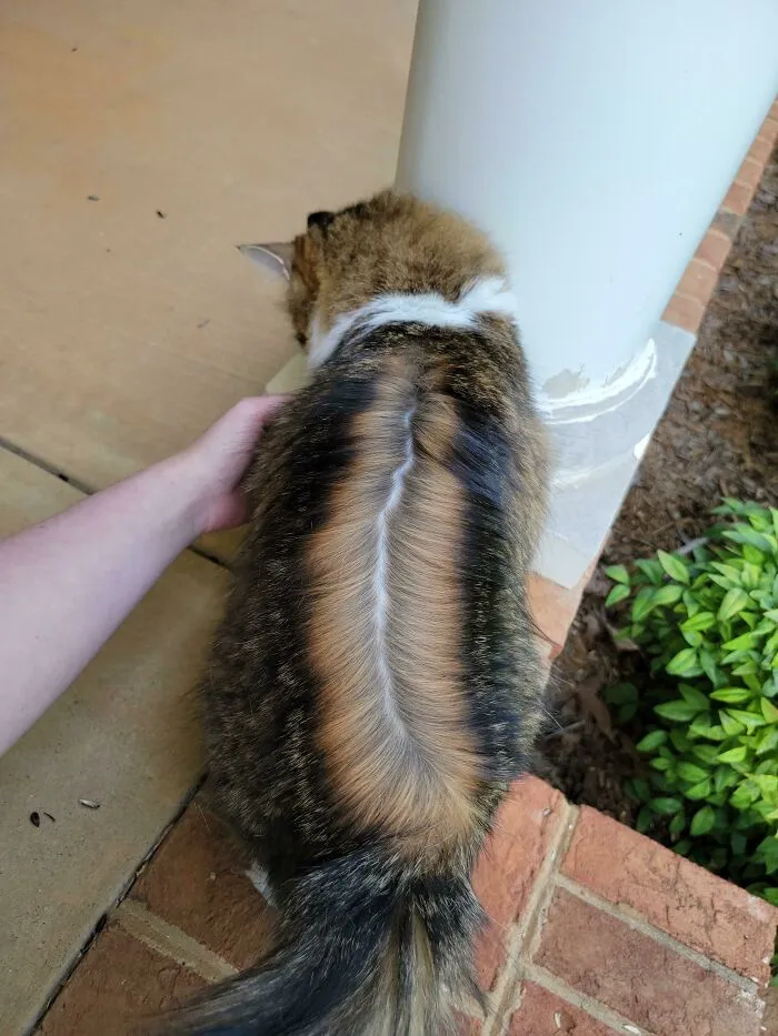 ¿Alguna vez peináis a vuestro gato con la raya en medio?