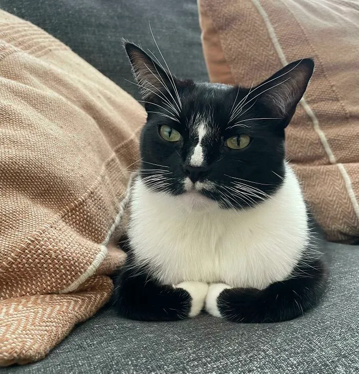Black and white cat with green eyes resting on a gray couch between beige cushions in a cozy setting.