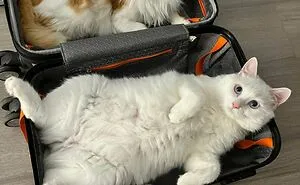 50 Times Cats Made Their Owners Laugh And They Just Had To Share Pics Online