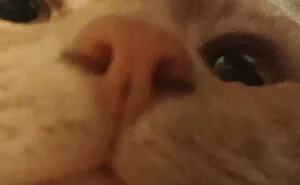 50 Of The Cutest Cats To Melt Your Heart