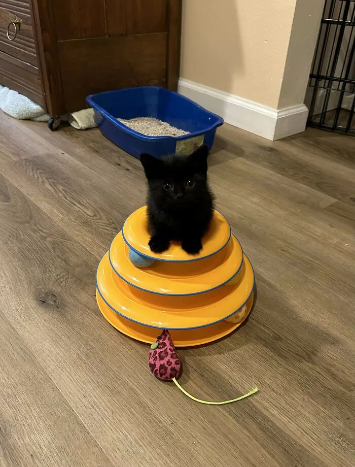 I’m Trying So Hard Not To Foster Fail This Little Cutie