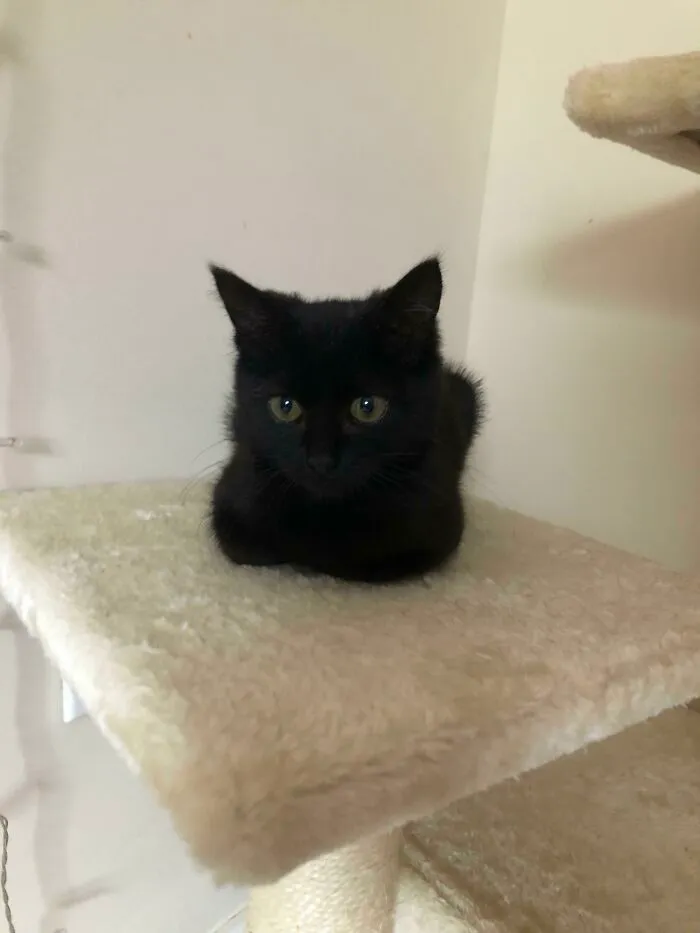Black kitten with green eyes resting on a beige cat tree platform, one of the cutest cats to melt your heart.