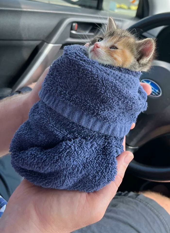 Calico kitten wrapped snugly in a blue towel, held gently in hands, showcasing one of the cutest cats to melt your heart.