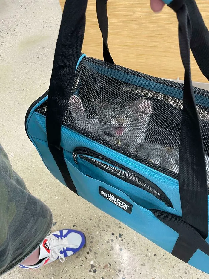In Prison For Tiny Crimes (Actually Just A Vaccination Appointment, But Beans Let Her Thoughts Be Known)