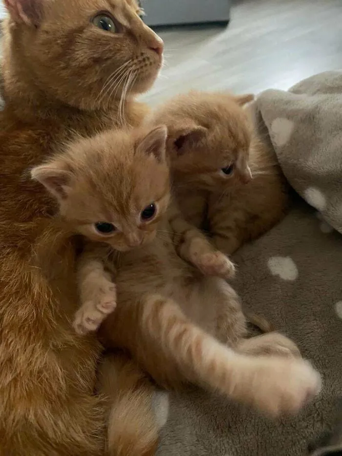 Ginger cat with two playful ginger kittens cuddling on a soft blanket, showcasing cutest cats to melt your heart.