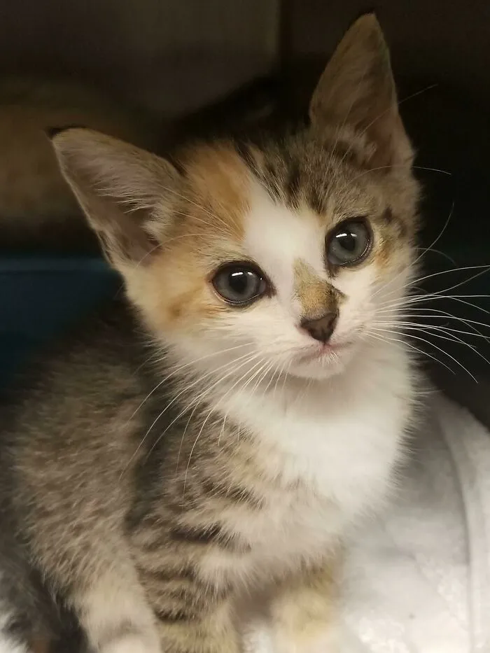 Close-up of a cute kitten with large eyes and soft fur, one of the cutest cats to melt your heart.