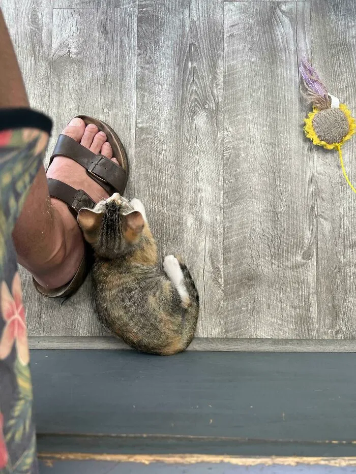 Tabby kitten curled up next to a person's sandal on a wooden floor with a cat toy nearby, showcasing cute cats.