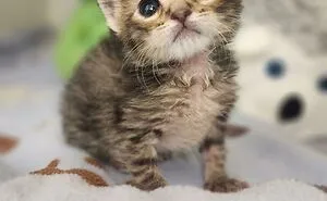50 Of The Cutest Cats To Melt Your Heart