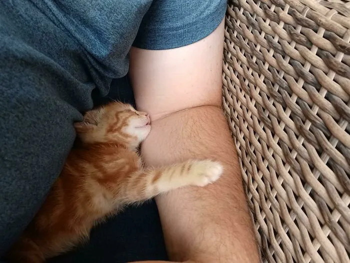 Orange kitten sleeping while cuddling a person's arm on a woven rattan chair in a cozy setting.