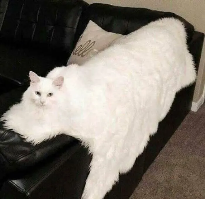 Gato manta