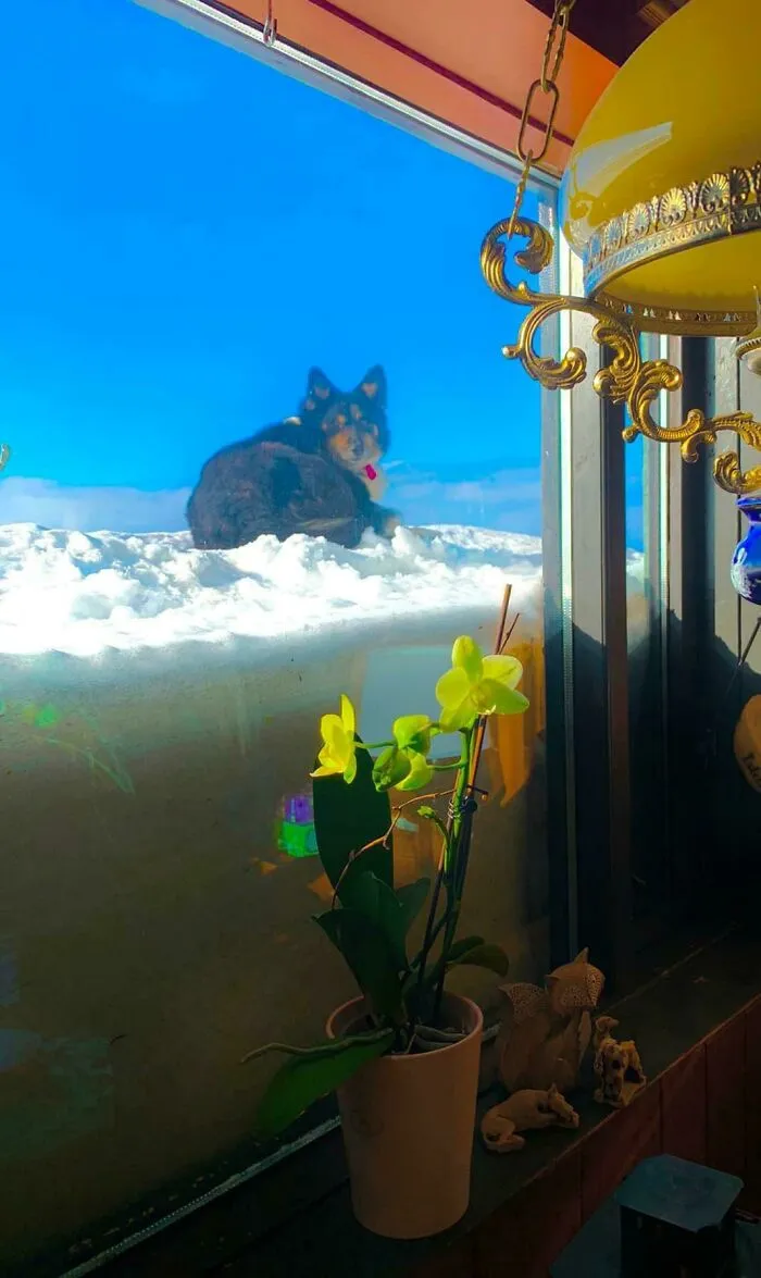 Dog In The Clouds