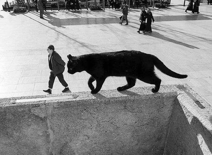 Hombre paseando su gato gigante