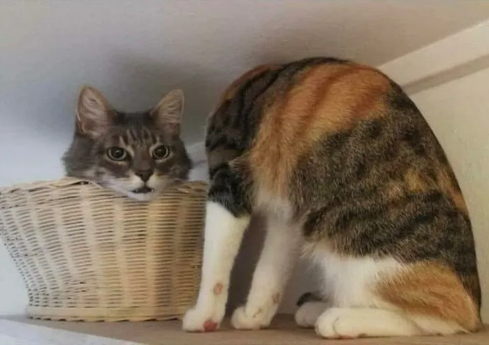 Gato decapitado