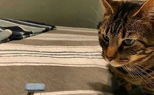 50 Funny Times People Regretted Shopping Online After Their Things Finally Came