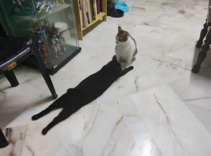 Gato
