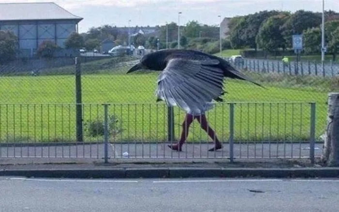 Hombre pájaro
