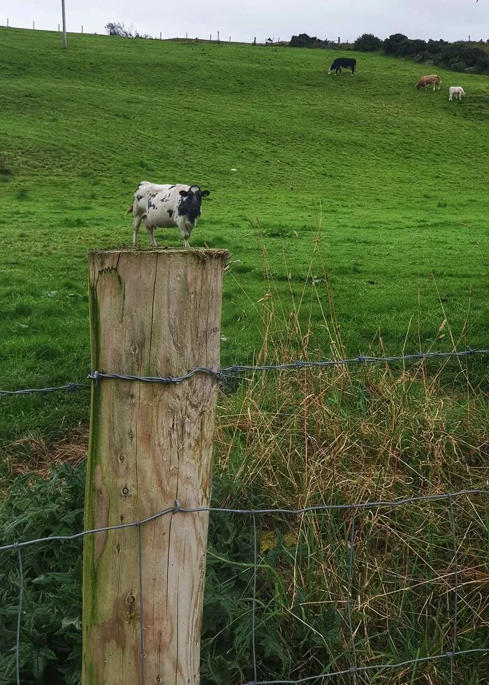 Qué vacas más pequeñas
