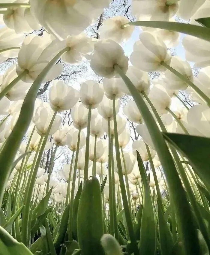 Vista del jardín trasero desde el nivel de un bicho