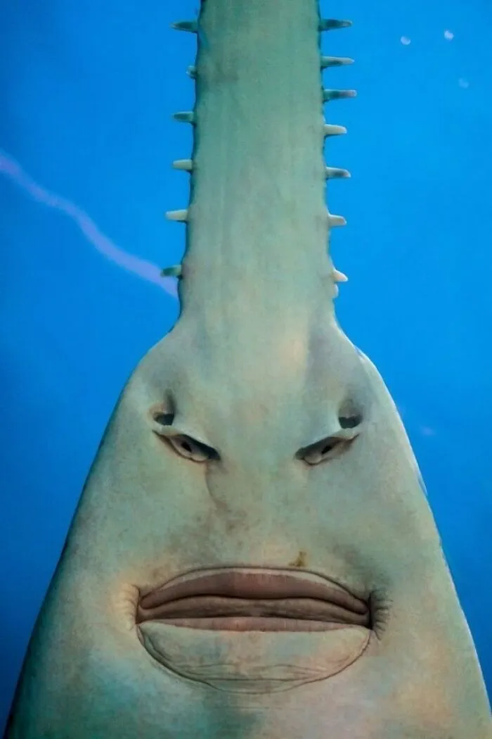 The Underside Of A Sawfish
