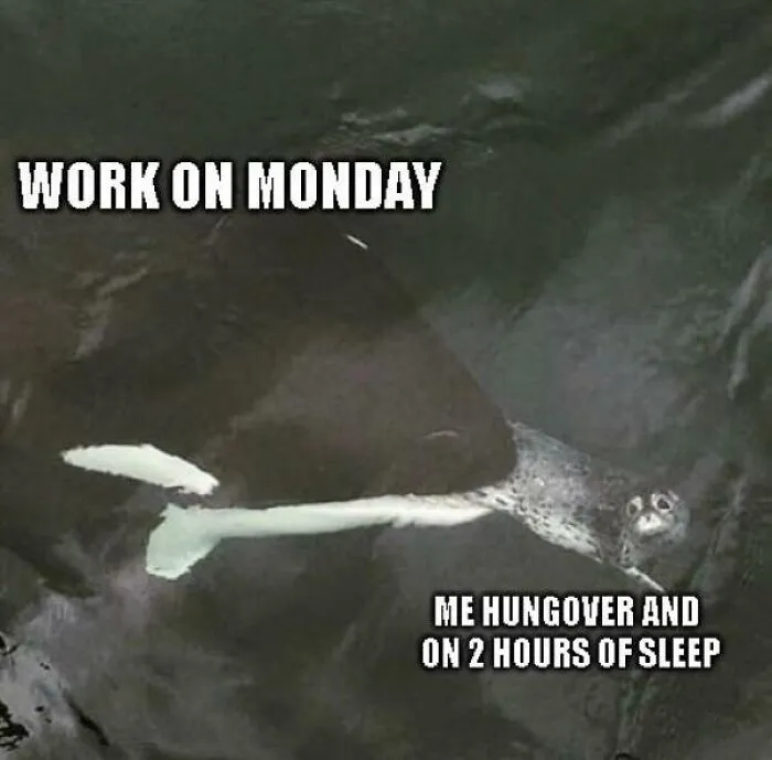 Meme featuring a tired seal captioned "Work on Monday," illustrating the misery of starting the week.
