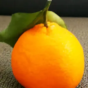 Lord Voldedork
