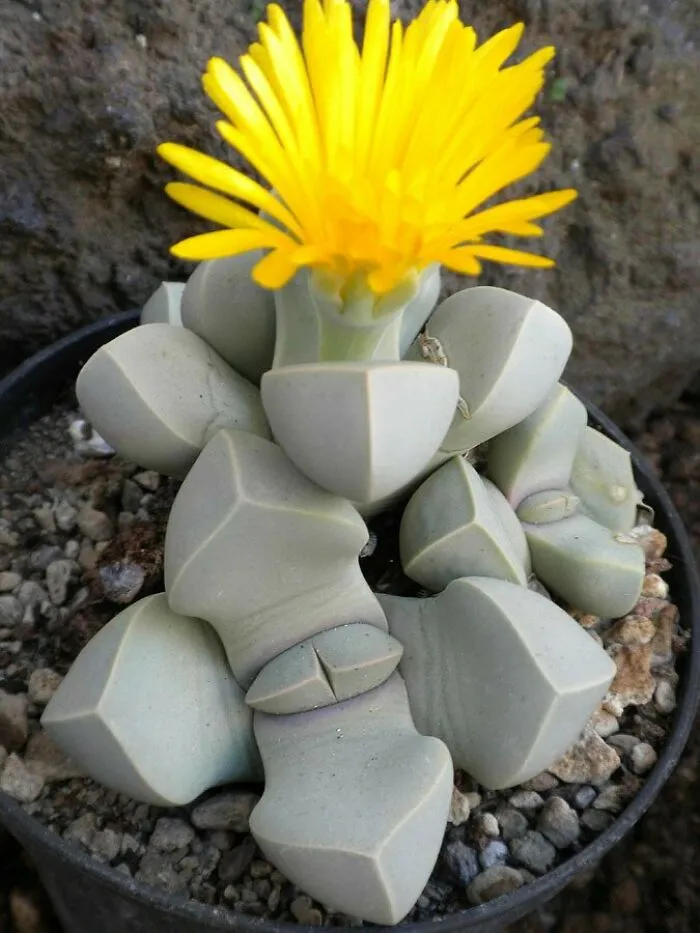 Lapidaria Margaretae Looks Like Stones