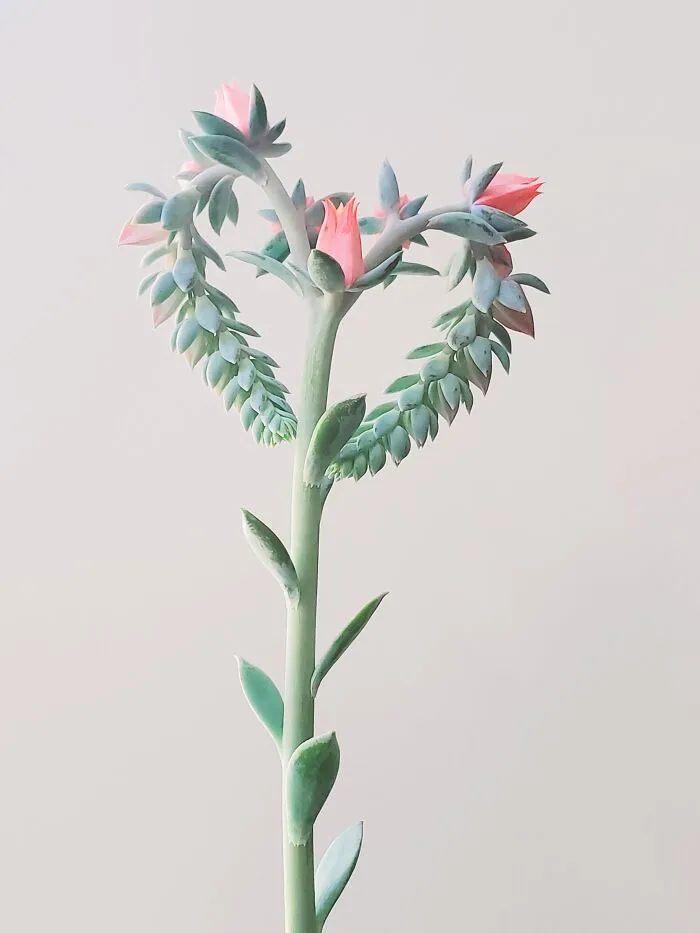 My Echeveria Showing Me Some Love With Its Blooms