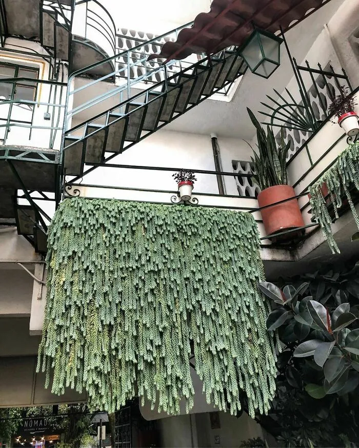 Burro's Tail Balcony