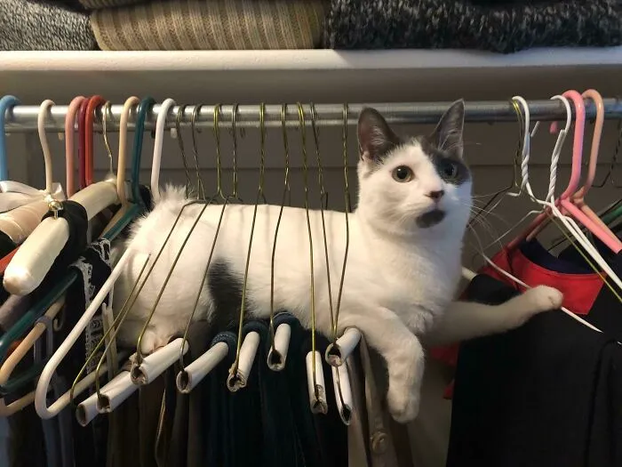 Solved: Why My Pants Always Have A Line Of Cat Fur Across The Leg