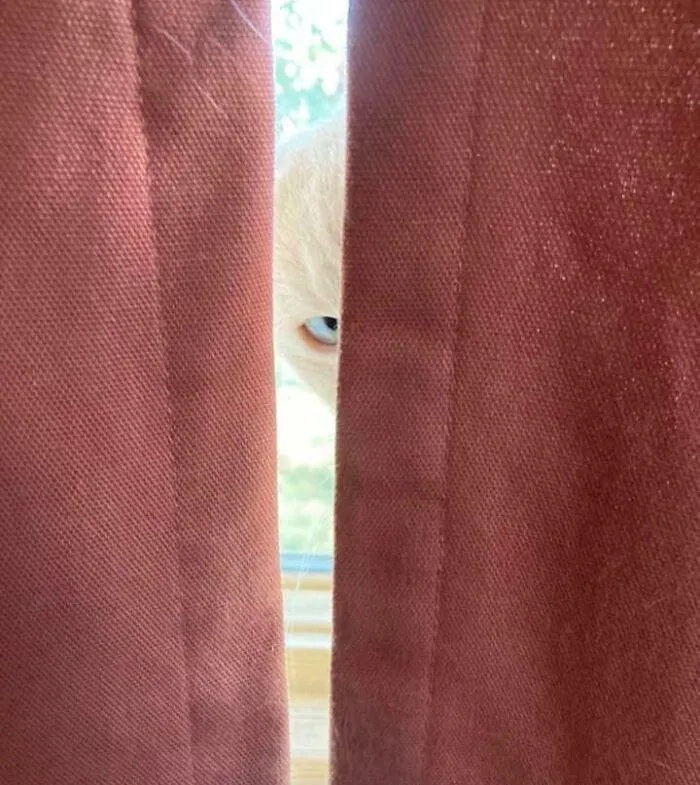 Cat Tried To Give Me A Heart Attack