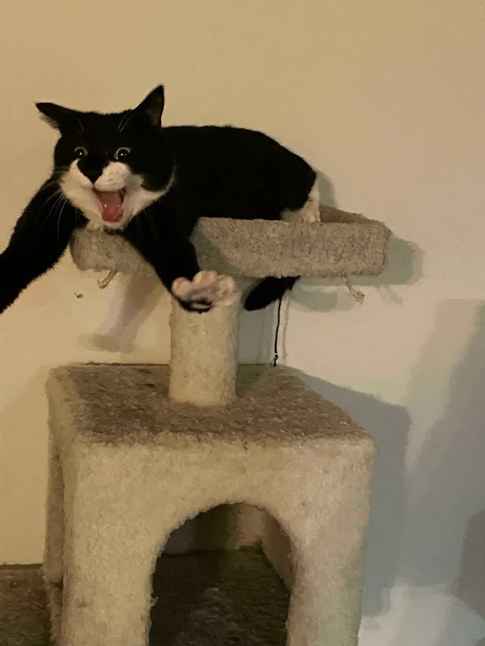 This Last-Second Photo I Just Took Of My Cat Stretching Her Arms And Sneezing. I’ve Been Uncontrollably Laughing For The Past 5 Minutes Now