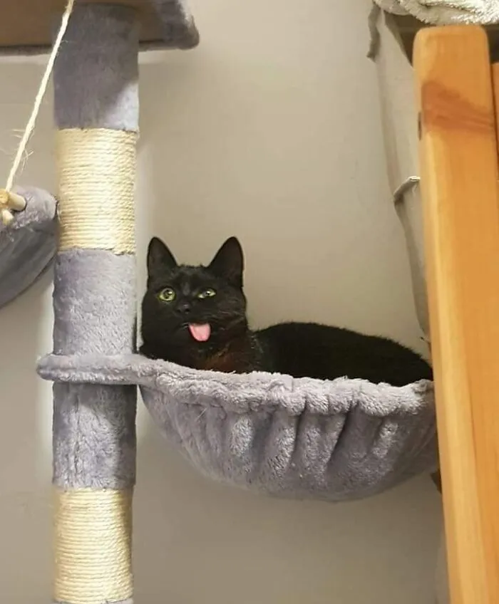 I Think This Is Derp Enough