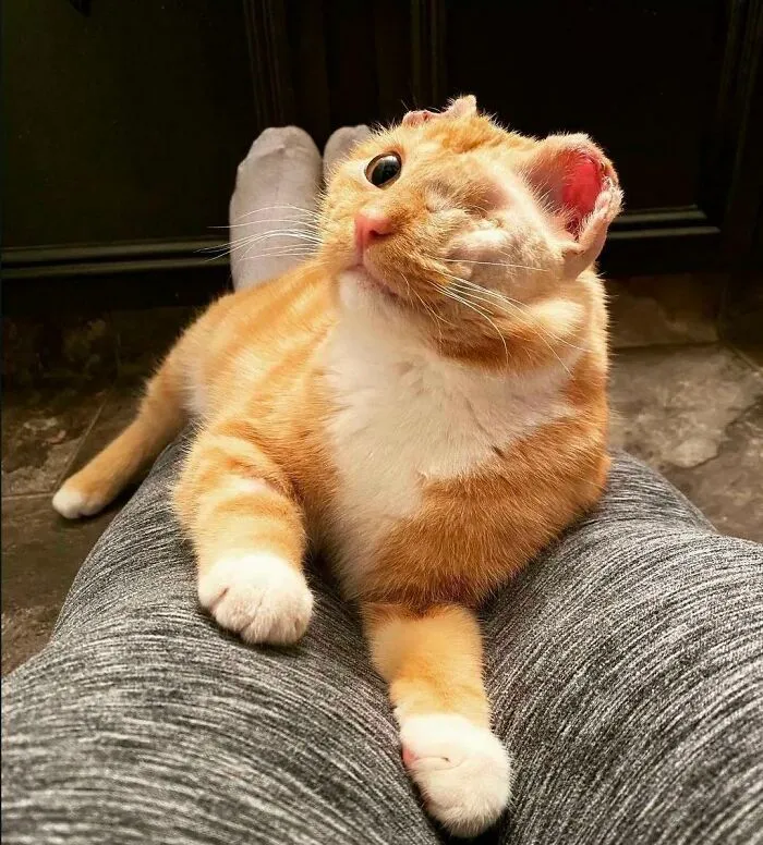 My Friends Adopted Klaus! He Has One Eye, Half Of Each Ear And A Partially Amputated Tail, But He Believes That He Is A Beautiful And Perfect Baby