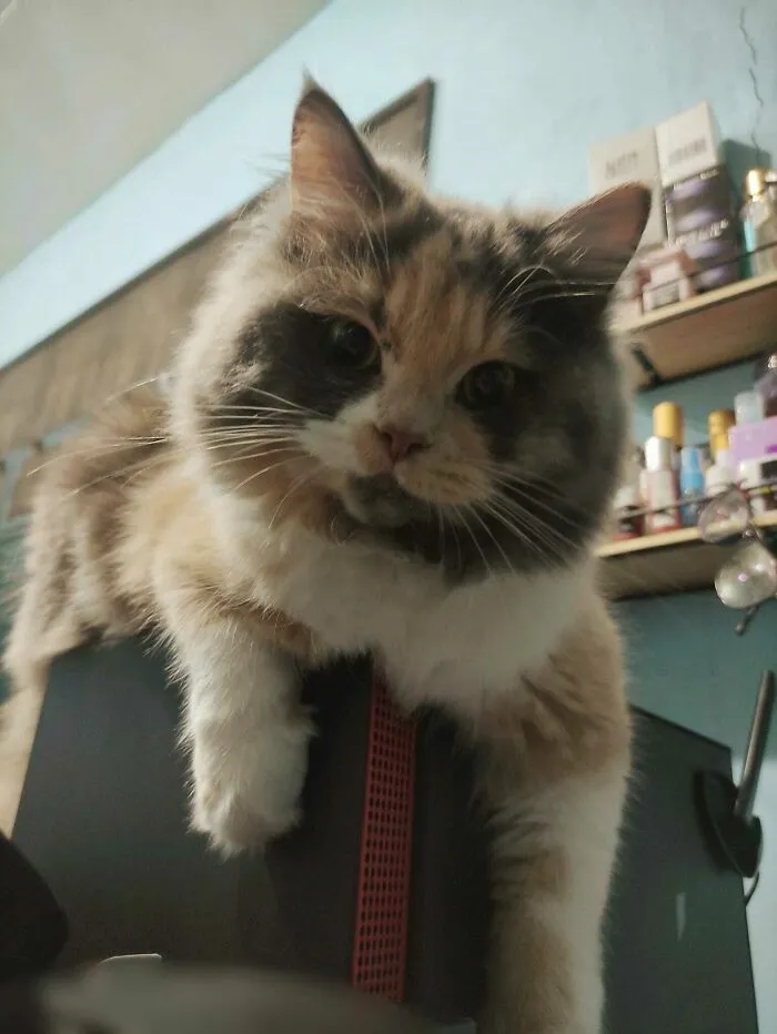 It Was Love At First Sight, Just Adopted This Baby