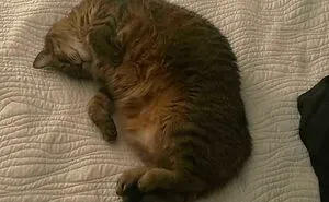 50 Adorable Pets Feeling At Home After Getting Adopted (July Edition)