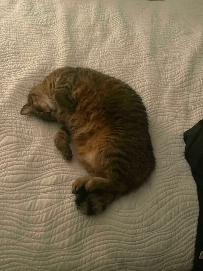 Got An Older Cat From The Shelter Last Week, Does This Mean She Is Happy?