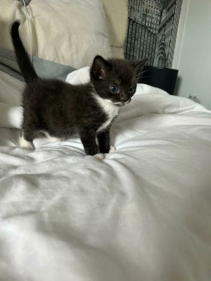 This Is George, New Member Of The Family 