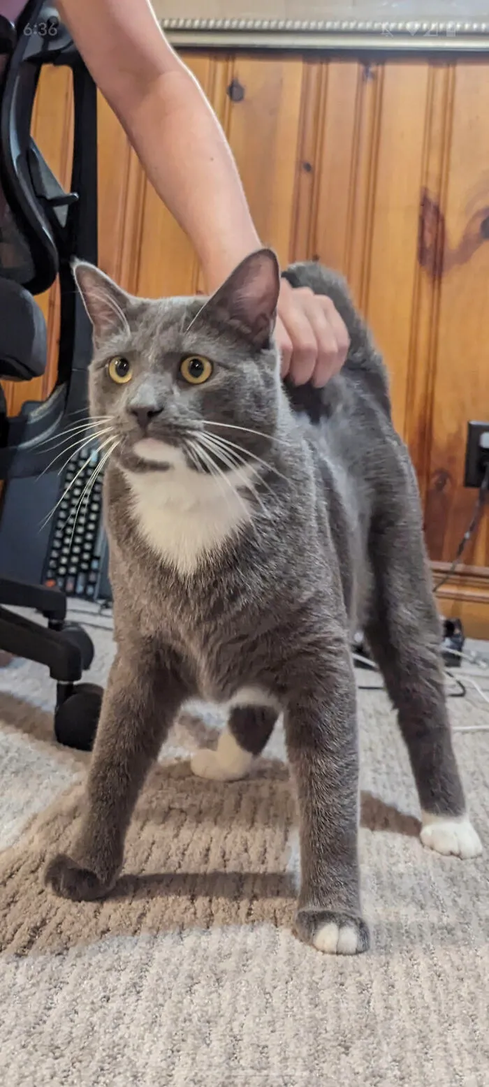 Everyone Meet Barnacle! Just Adopted Him Today, He Is 1 Years Old And 13 Lbs!