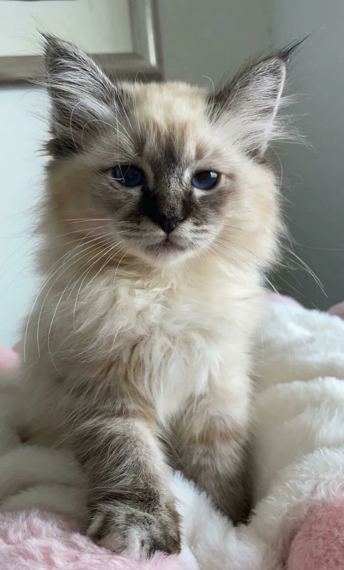 Our New Family Member