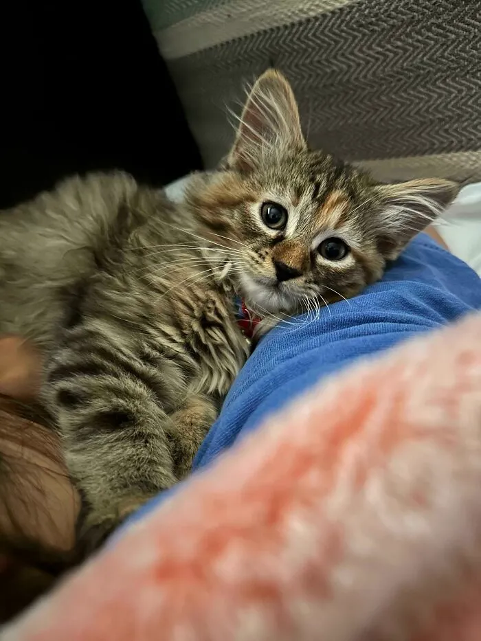 I’ve Always Been A Dog Person, But Today, This Sweetheart Stole My Heart. Reddit, Meet Newly-Adopted Willow!
