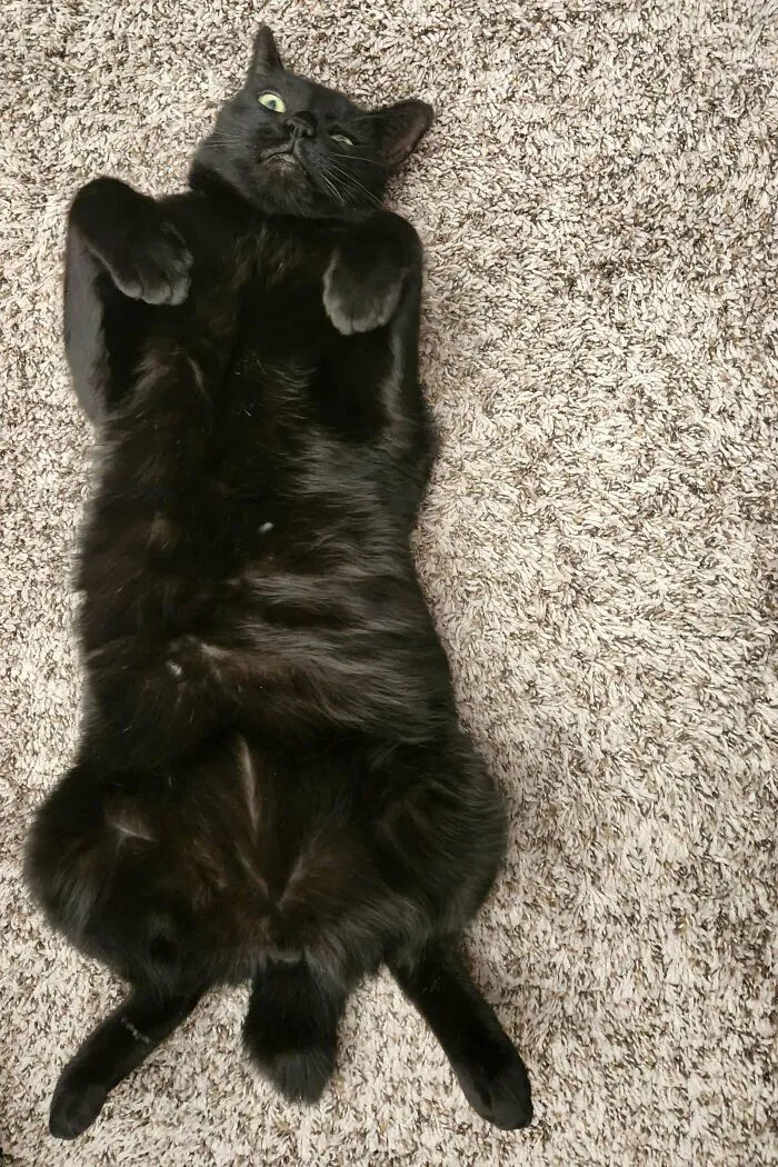 Went In For A Dog But Came Home With This Guy, No Regrets