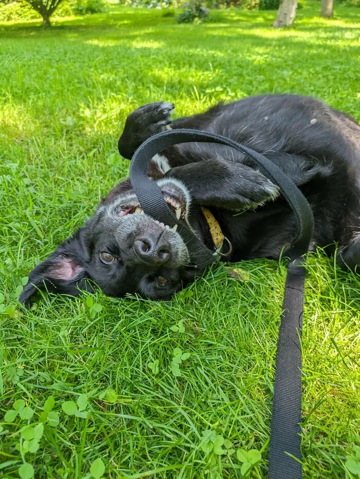 Adorable Senior Foster Failure