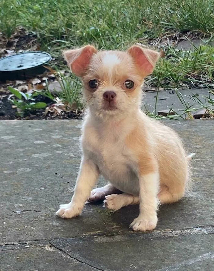 Our New Little Girl