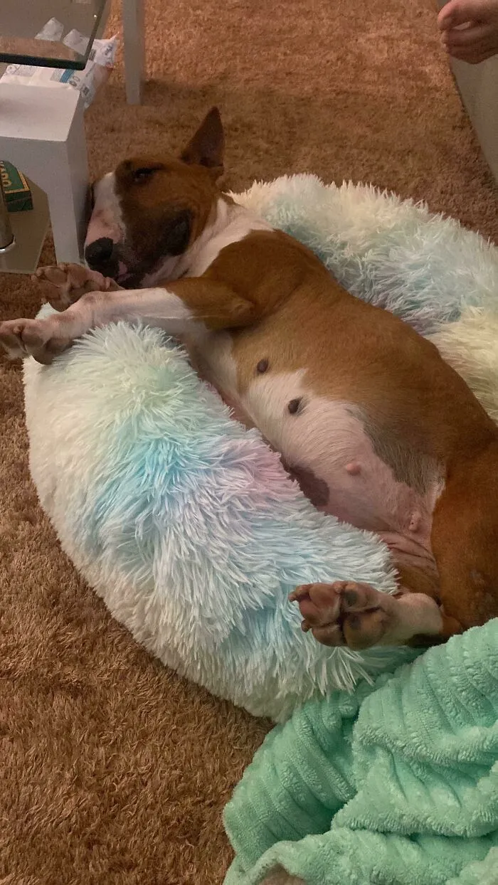 First Day At Home 🐕