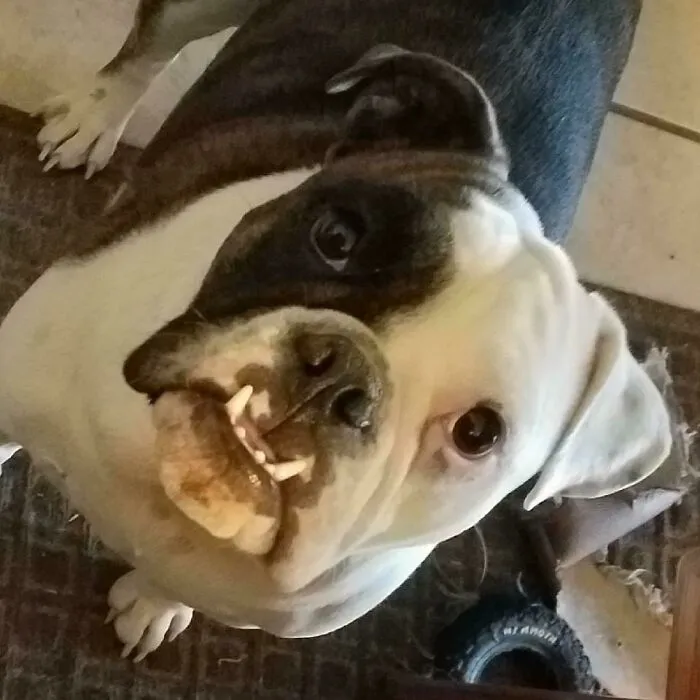 Petey, The Tyrant Of The House