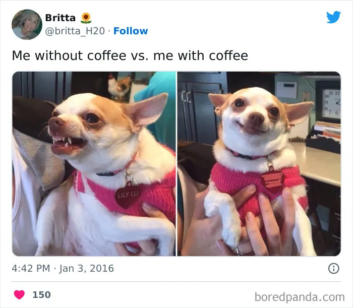 A coffee meme featuring a tweet by Britta (@britta_H2O) with two side-by-side images of a small dog wearing a pink sweater. The image on the left shows the dog baring its teeth angrily, labeled "Me without coffee." The image on the right shows the same dog smiling contentedly, labeled "Me with coffee." The meme humorously contrasts the drastic mood change before and after having coffee. The tweet is timestamped "4:42 PM · Jan 3, 2016," and has received 150 likes.