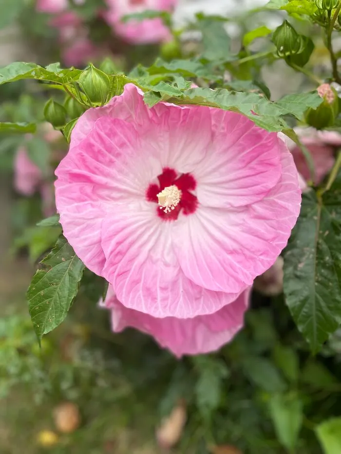 This Has Always Been My Favorite Flower In My Grandparent’s Garden Since I Was 8