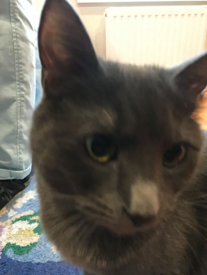 My Cute Grey Cat