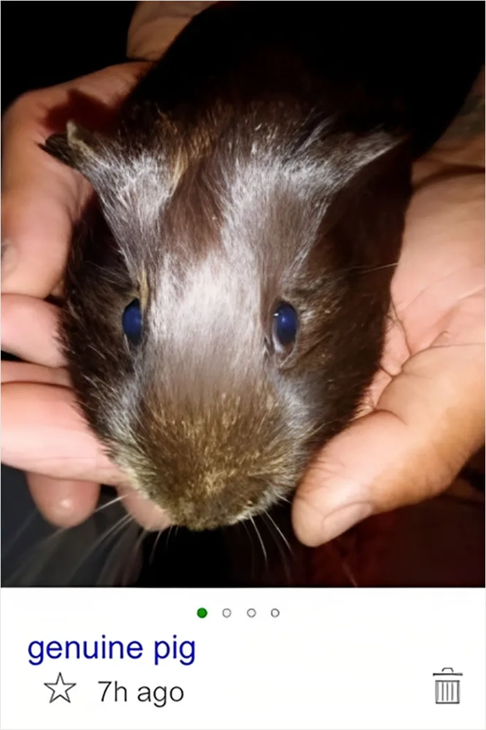 Genuine Pig