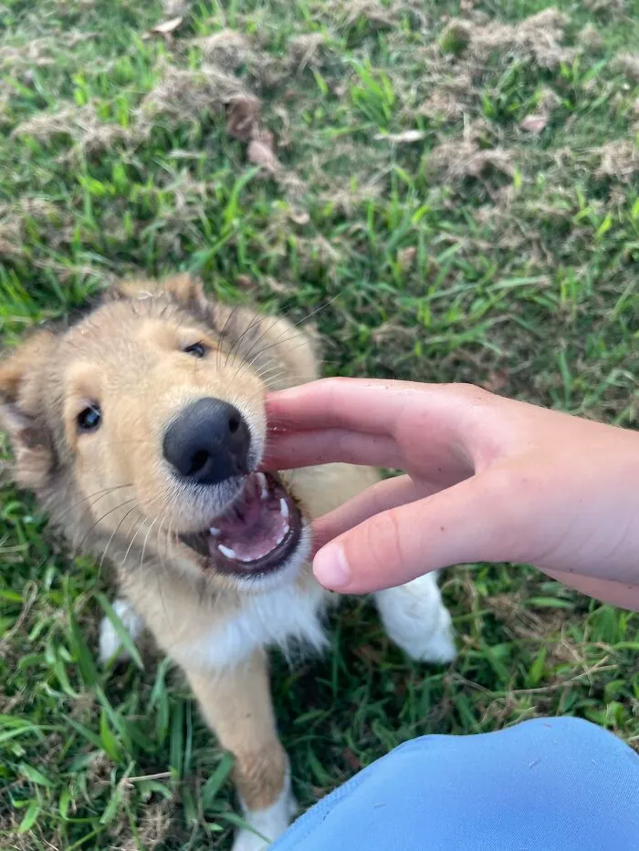 Chomp